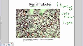 Intro to Histology and Epithelial Tissueswmv [upl. by Dlared]