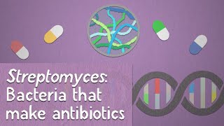 Streptomyces Bacteria that make antibiotics [upl. by Nivlek929]