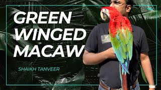 Green Winged Macaw only Shaikhtanveer  macaw shaikhtanveer [upl. by Filipe70]