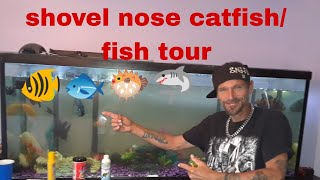 shovelnose catfish fish tank tour [upl. by Nalepka]