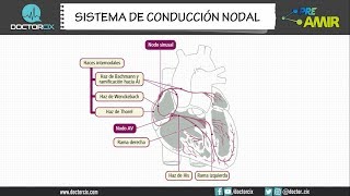 SISTEMA DE CONDUCCIÓN NODAL [upl. by Elletsyrc997]