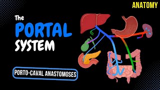 Portal Venous System EASY Scheme  Anatomy [upl. by Esilram]