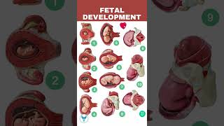 Fetal Development week by week  Embryo development  Baby growing in womb [upl. by Staci713]