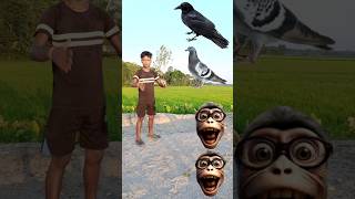 9 Septemberparrot pingen crow peacock🦚 shortsfeedviralvideos shortvideos short trendingvfx [upl. by Mair]