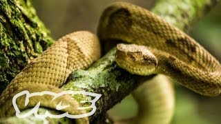 Snake Island Documentary Trailer [upl. by Erving]