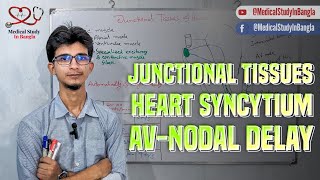 Junctional tissue amp AV Nodal delay of heart in bangla [upl. by Corty]