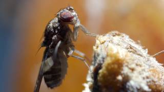 Fruit fly grooming itself on apple UK [upl. by Atiuqehc558]