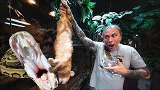 FEEDING ALL MY ANIMALS AT MY REPTILE ZOO IN ONE VIDEO  BRIAN BARCZYK [upl. by Fleta]