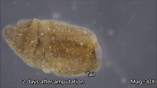 Planaria Regeneration Timelapse [upl. by Mattox]