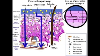 LEC 2 Components of epidermis amp dermis of human skin  Routes of penetration of drugs شرح بالعربي [upl. by Yror]