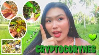 THE WENDTII  TYPES OF CRYPTOCORYNES🌱 Vlog9 Aleonahs Aqua Culture [upl. by Edniya]