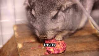 Ultimate Chinchilla Care Guide Tips amp Tricks [upl. by Esineg]