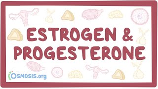 Estrogen amp progesterone [upl. by Alemac]