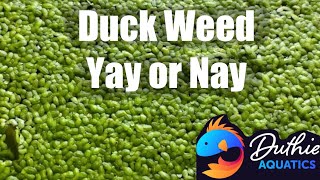 Duck weed [upl. by Zipnick509]