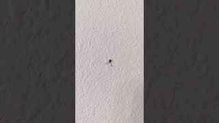 Pseudoscorpion climbing a wall [upl. by Enotna]