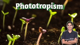 Plant Behavior Understanding Phototropism and Gravitropism  Plant Biology  Plant phototropism [upl. by Lledrac541]