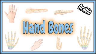 7 Hand Bones Anatomy  تشريح عظام اليد [upl. by Trudey]