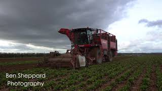 Plowrights Lifting Sugar Beet With A Vervaet Q616 [upl. by Ahsonek]