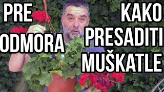 Kako presaditi muškatle  pripremite cveće pre odmora [upl. by Etteniuqna]