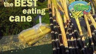 Finding the best sugarcane for eating Which variety is best [upl. by Irolav155]