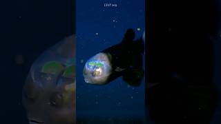 The barreleye fish is one of the most mysterious creatures on the planet fish animals [upl. by Larimor]