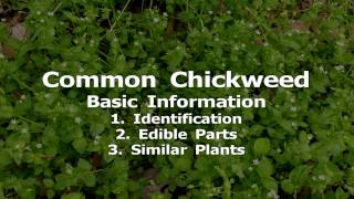 Gathering Edible Wild Plants Common Chickweed [upl. by Giuseppe]