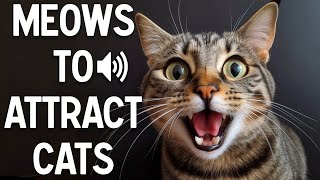 Meows to attract cats  make your cat reacts [upl. by Anawad978]