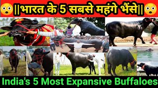 भारत के 5 सबसे महंगे भैंसेIndias 5 Most Expansive Buffaloesindia buffaloes bharat viralvideo [upl. by Torres]