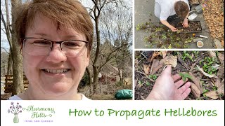 How to Propagate Hellebores 🌸🌺❤️ [upl. by Rollin]