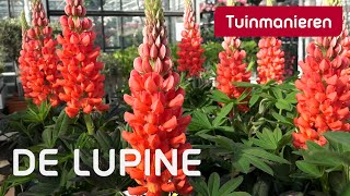 De waanzinnige Lupine  Tuinmanieren [upl. by Isus]