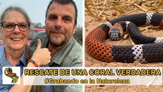 Grabando en la Naturaleza Serpiente coral [upl. by Hunfredo942]