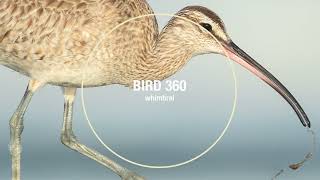 Bird 360 Whimbrel Arctic Bird Fest [upl. by Erastatus]