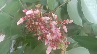 The StarFruit Tree  Balimbing  with the beautiful flowers and fruits  short video [upl. by Fatima]