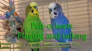 Parakeets playing and talking to each other [upl. by Intihw]