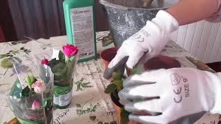 COME TRAPIANTARE IN VASO LE ROSE Tutorial [upl. by Ulrike]