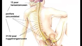 Indeling zenuwstelsel [upl. by Anim]