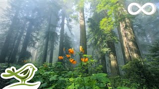 Sunny Mornings Beautiful Relaxing Music with Piano Guitar amp Bird Sounds by Peder B Helland [upl. by Yeslah]