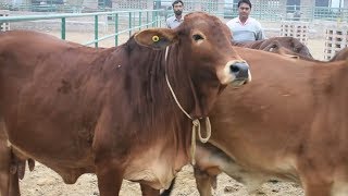 Best Sahiwal cows from badal farms Punjab [upl. by Un]