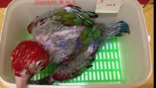 綠翅紅金剛鸚鵡 Greenwinged Macaw 破殼至手養90天全紀錄 [upl. by Yllut]