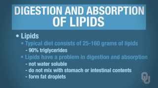 Human Physiology  Digestion and Absorption of Lipids [upl. by Mia]