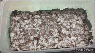 fruiting conditions growing mushrooms for beginners [upl. by Haroun]