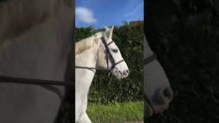 Clip clop horse ASMR [upl. by Adley836]