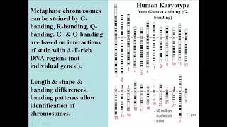 171 DNA Chromosomes Karyotypes and Gene Maps [upl. by Melnick]