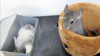 Baby Chinchilla watching his brother take a DUST BATH [upl. by Ramraj]