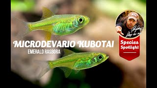 Microdevario kubotai  Emerald Rasbora Care Guide [upl. by Styles]