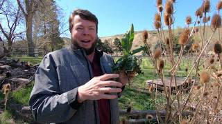 Teasel is Tremendous Medicine Quick Herbal Overview [upl. by Francklin524]