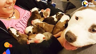 Pit Bull Dog Mom Brings Puppies To Foster Mom PUPPY ADOPTION UPDATE  The Dodo [upl. by Eckblad]