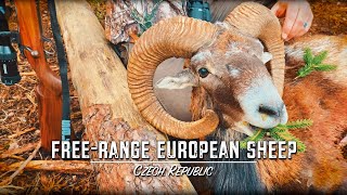 Free Range Mouflon Sheep Hunt in the Czech Republic [upl. by Joshia779]