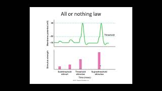 513 Neuronal Communication c PART 3 All or nothing law and saltatory conduction [upl. by Faus]