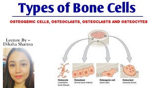 Types of Bone Cells  Osteogenic cells Osteoblasts cells Osteocytes cells and Osteoclasts cells [upl. by Naniac407]